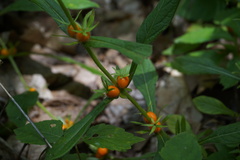 Triosteum angustifolium
