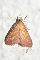 Pyrausta obtusanalis