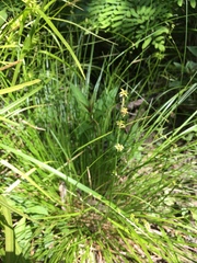 Carex seorsa