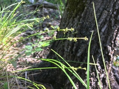 Carex seorsa