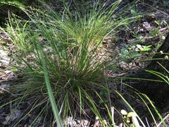 Carex seorsa