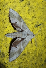 Marumba
