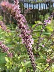 Ocimum kilimandscharicum