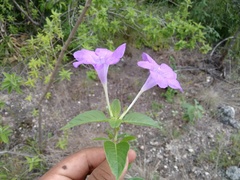 Ruellia hookeriana