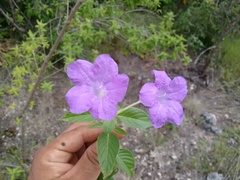 Ruellia hookeriana