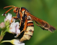 Paranthrene robiniae