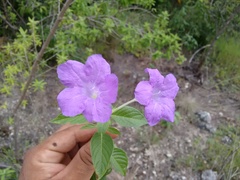 Ruellia hookeriana