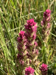 Castilleja lassenensis