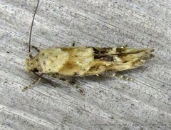 Mompha stellella
