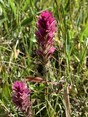 Castilleja lassenensis