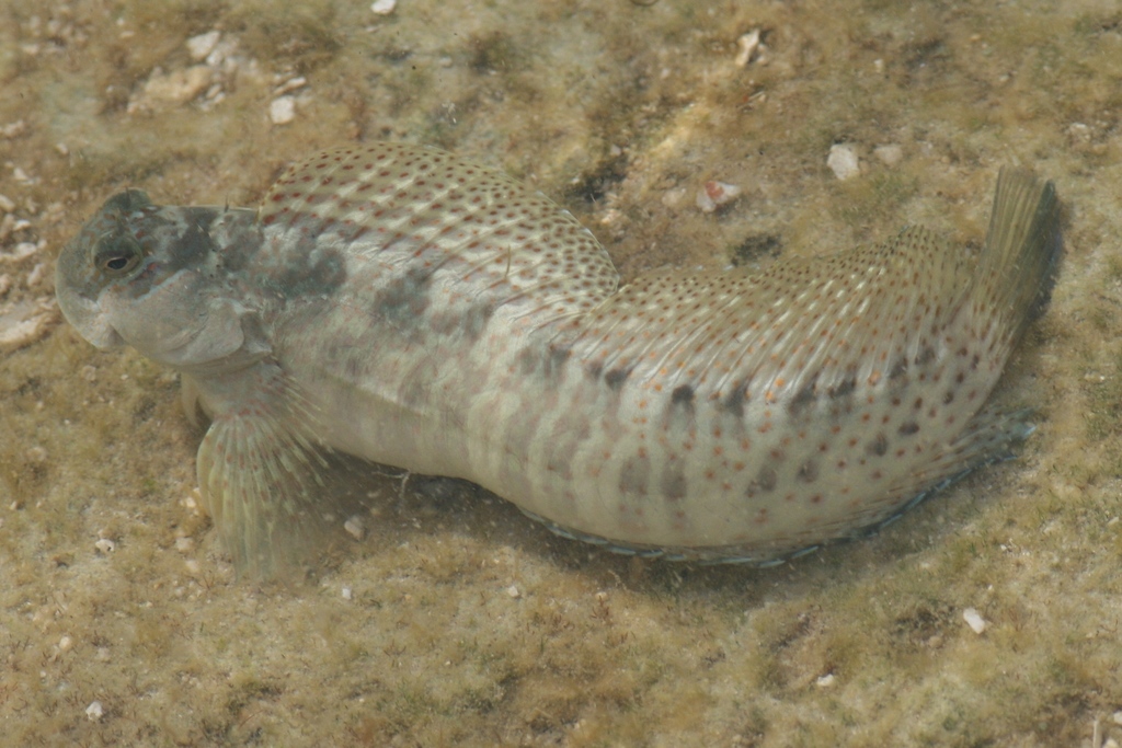 Coral blenny (Istiblennius edentulus) — Blenniidae