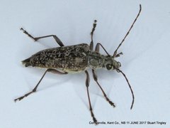 Anthophylax attenuatus