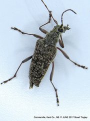 Anthophylax attenuatus