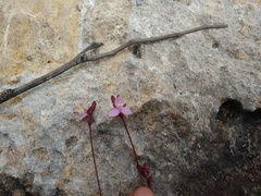 Tripogandra angustifolia