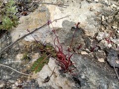 Tripogandra angustifolia