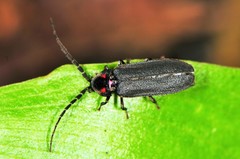 Lucidota punctata