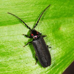 Lucidota punctata