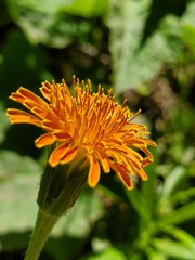 Agoseris aurantiaca