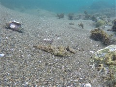 Sphoeroides lobatus