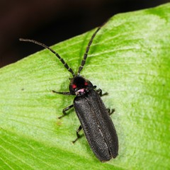 Lucidota punctata