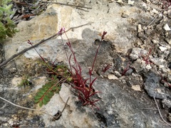 Tripogandra angustifolia