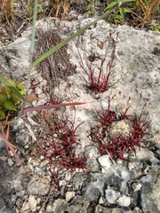 Tripogandra angustifolia