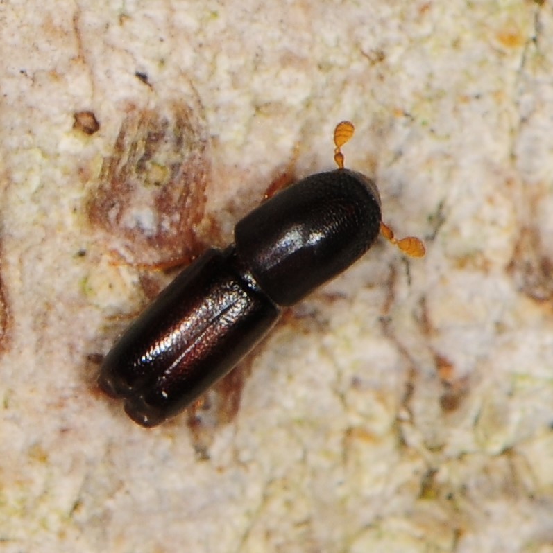 Monarthrum