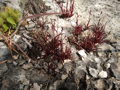 Tripogandra angustifolia