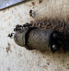 Tetragonula hockingsi