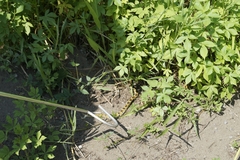 Crotalus mictlantecuhtli