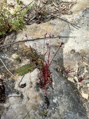 Tripogandra angustifolia