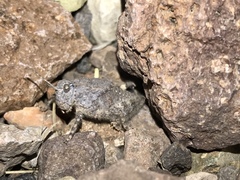 Phrynotettix robustus