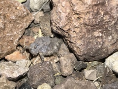 Phrynotettix robustus