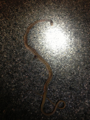 Masticophis flagellum piceus