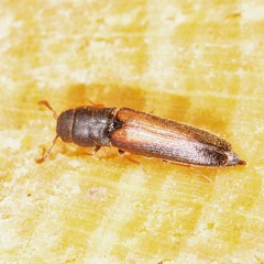 Isorhipis obliqua