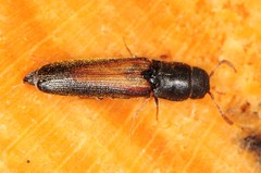 Isorhipis obliqua