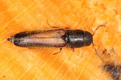 Isorhipis obliqua
