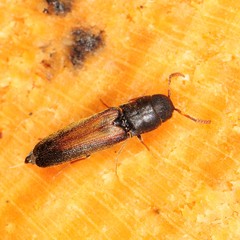 Isorhipis obliqua