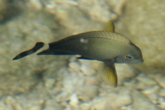 Acanthurus xanthopterus