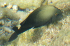 Acanthurus xanthopterus