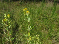 Hypericum lobocarpum