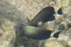 Acanthurus xanthopterus