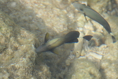 Acanthurus xanthopterus