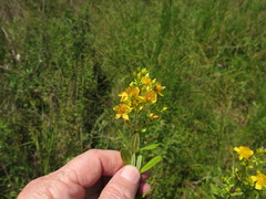 Hypericum lobocarpum