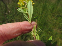 Hypericum lobocarpum