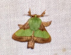 Parasa chloris