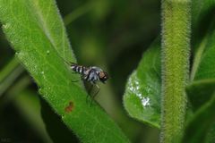 Ozodiceromyia argentata