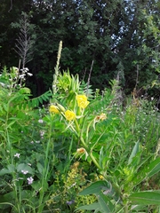 Oenothera biennis