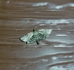 Lygropia rivulalis