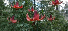 Lilium lancifolium